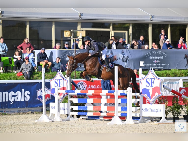 Selle Français Castrone 3 Anni 166 cm Sauro scuro in champagny sous uxelles