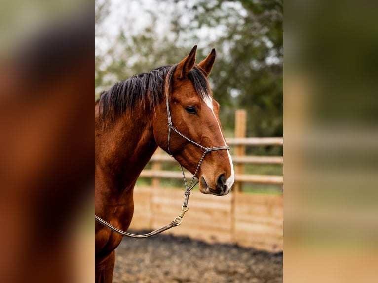 Selle Français Castrone 3 Anni 168 cm Baio ciliegia in Solliès-Ville