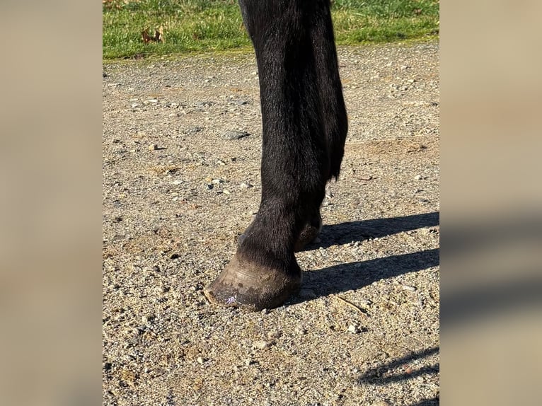 Selle Français Castrone 3 Anni 169 cm Morello in Préchac