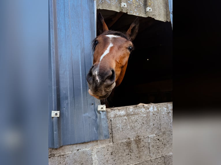 Selle Français Castrone 3 Anni Baio in Tours