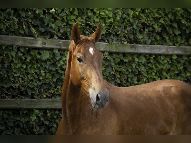 Selle Français Castrone 4 Anni 160 cm Sauro in Nowa Sól