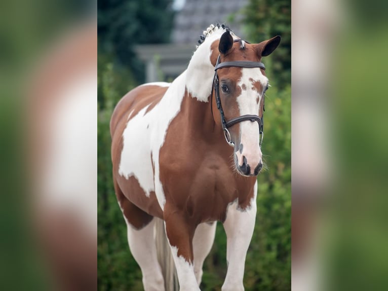 Selle Français Castrone 4 Anni 166 cm Pezzato in Bladel