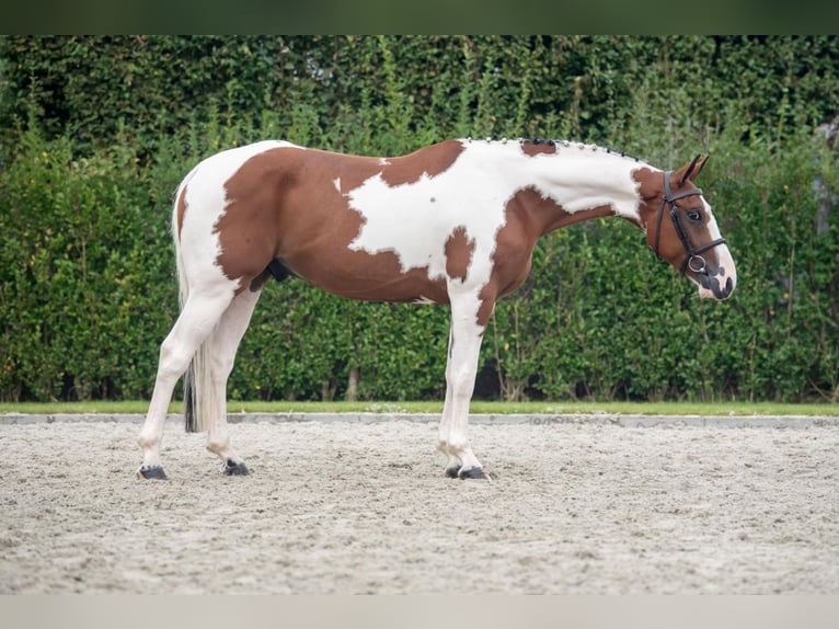 Selle Français Castrone 4 Anni 166 cm Pezzato in Bladel