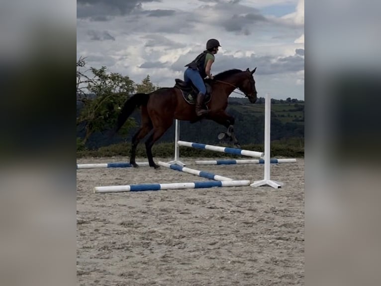 Selle Français Castrone 4 Anni 167 cm Baio in Trooz
