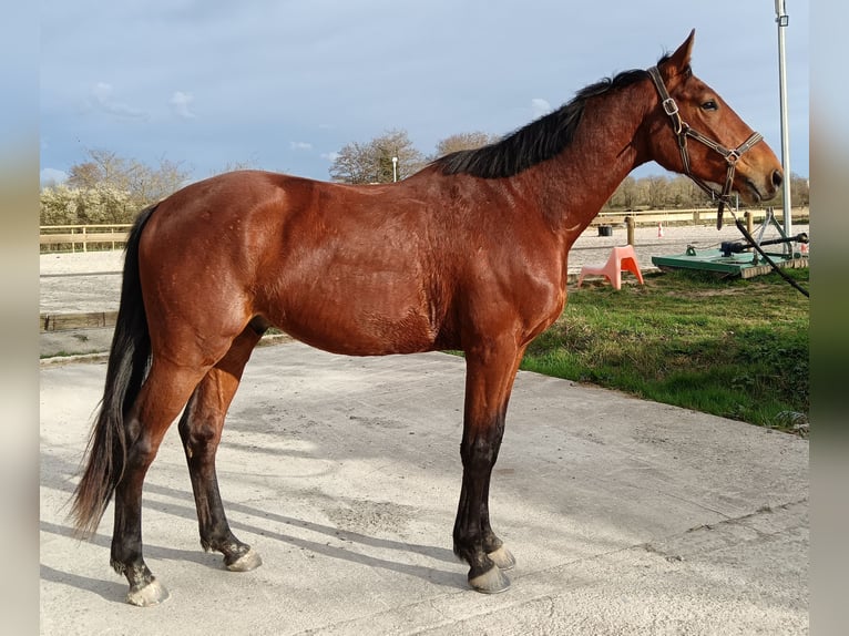 Selle Français Castrone 4 Anni 168 cm Baio in La garnache
