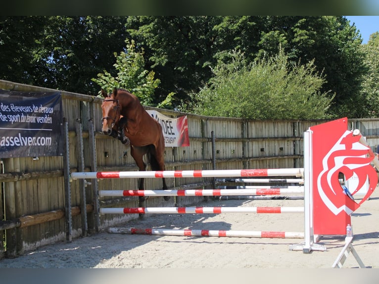 Selle Français Castrone 4 Anni 168 cm Baio in La garnache