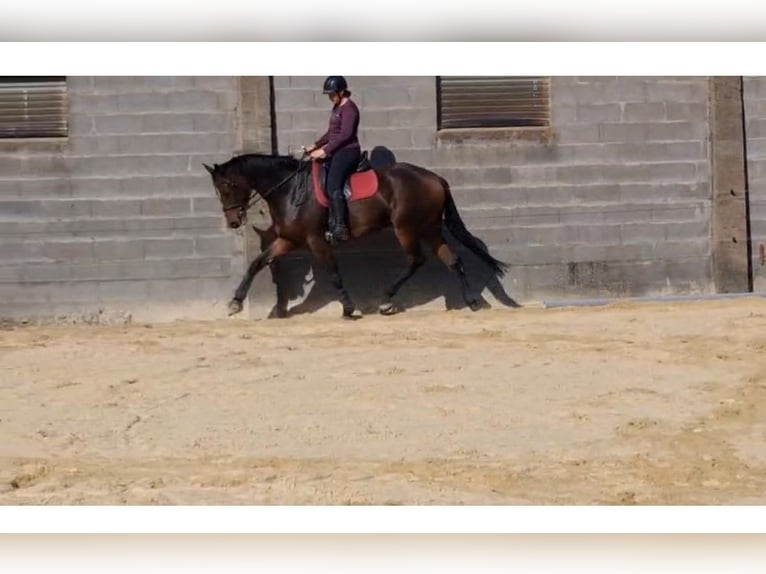 Selle Français Castrone 4 Anni 170 cm Baio in Erdre-en-Anjou