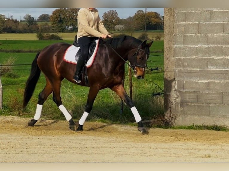 Selle Français Castrone 4 Anni 170 cm Baio in Erdre-en-Anjou