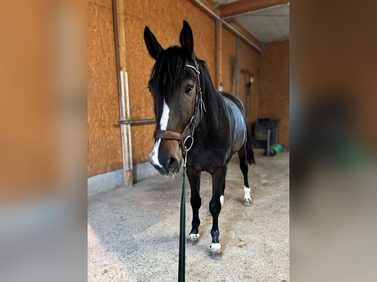 Selle Français Castrone 4 Anni 175 cm Baio scuro in Waiblingen