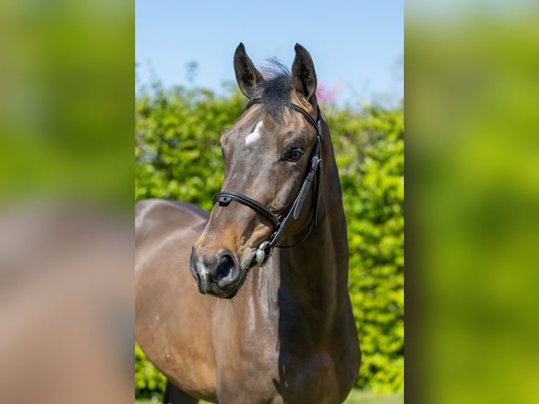 Selle Français Castrone 5 Anni 161 cm Baio scuro in Saint-Pierre-de-Coutances