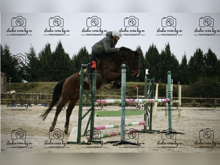 Selle Français Castrone 5 Anni 163 cm Baio in Loire sur Rhône
