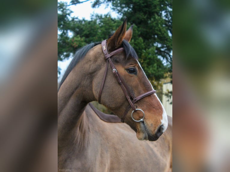 Selle Français Castrone 5 Anni 167 cm Baio in Saint-Georges-de-Reintembault