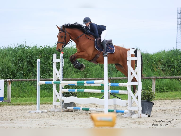 Selle Français Castrone 5 Anni 167 cm Baio ciliegia in Pons