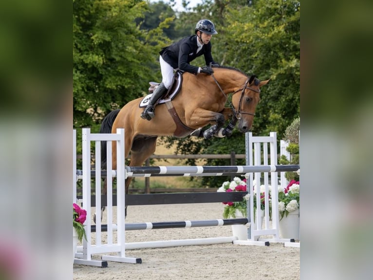 Selle Français Castrone 5 Anni 169 cm Baio ciliegia in Zutendaal