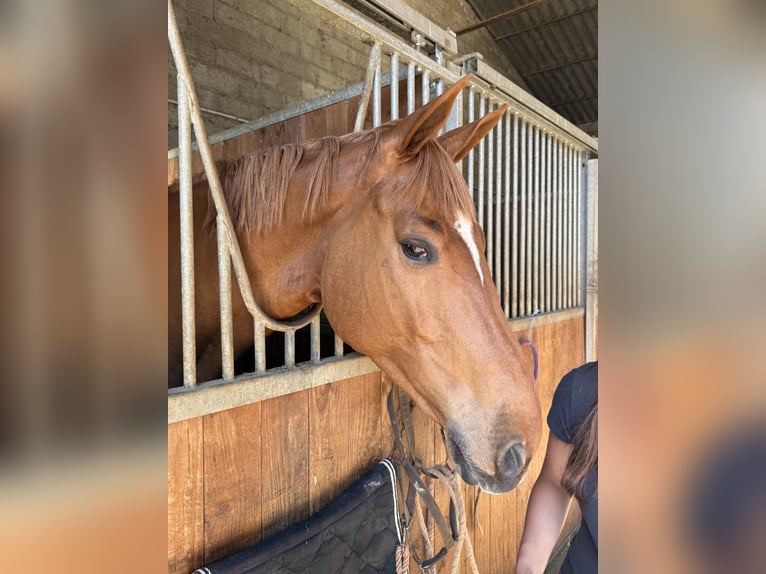 Selle Français Castrone 5 Anni 170 cm Sauro in Châteauneuf
