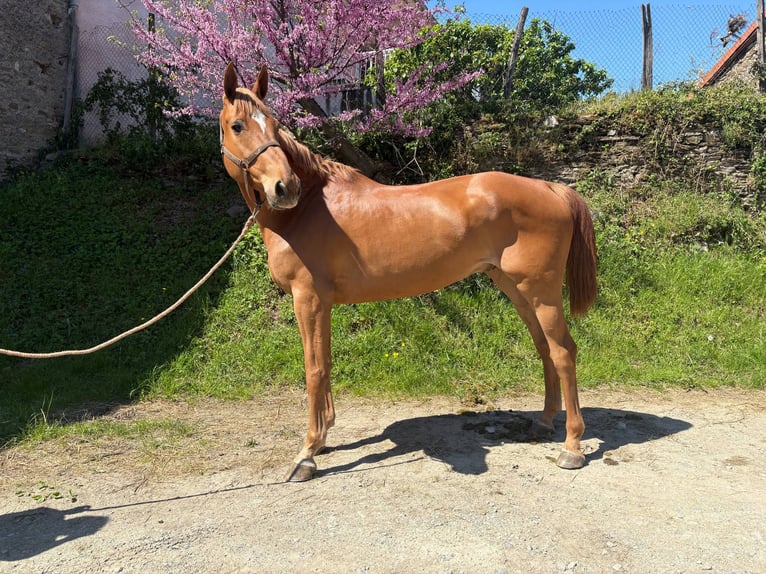 Selle Français Castrone 5 Anni 170 cm Sauro in Châteauneuf