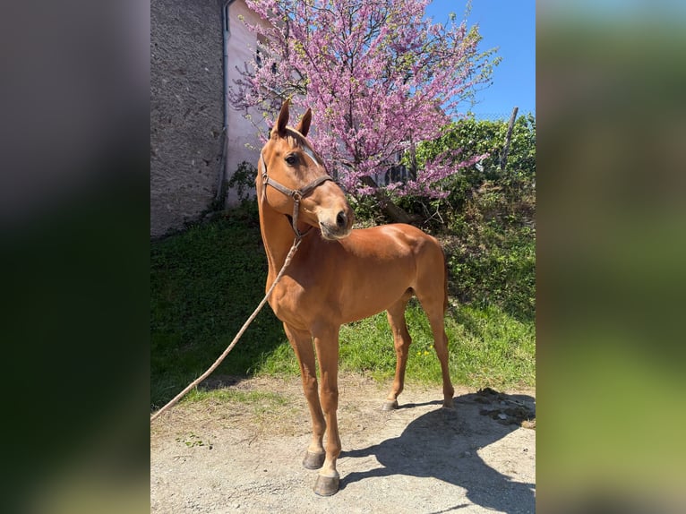 Selle Français Castrone 5 Anni 170 cm Sauro in Châteauneuf