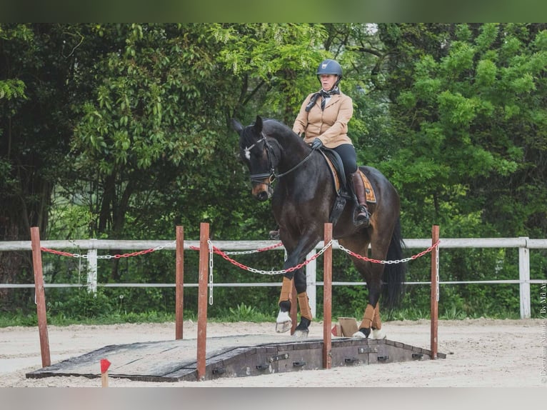 Selle Français Castrone 5 Anni 173 cm Baio nero in les thuiles