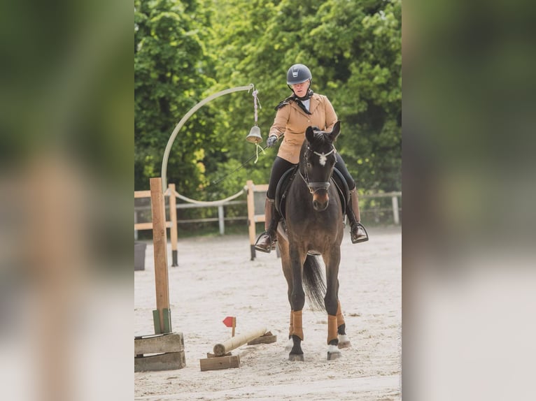 Selle Français Castrone 5 Anni 173 cm Baio nero in les thuiles