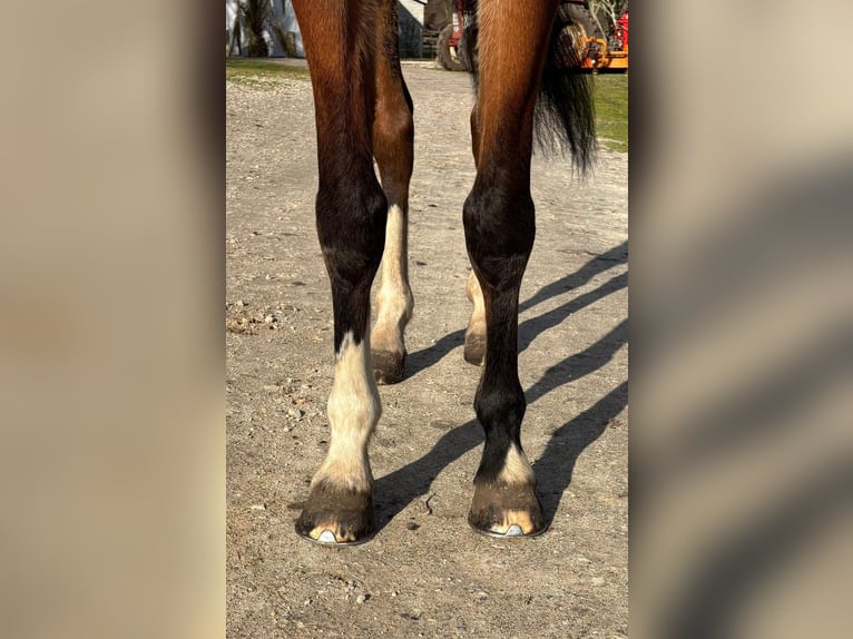 Selle Français Castrone 6 Anni 160 cm Baio in Uzeste