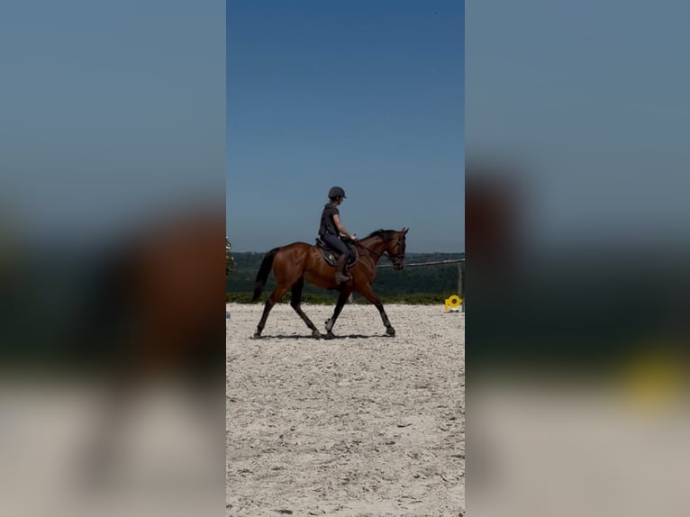 Selle Français Castrone 6 Anni 165 cm Baio in Liège
