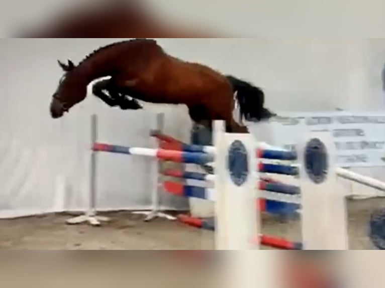 Selle Français Castrone 6 Anni 165 cm Baio in Altkirch