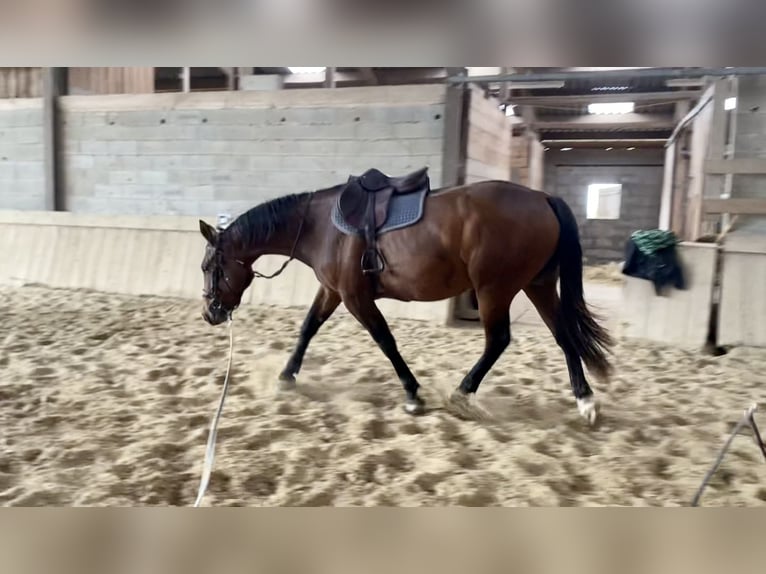 Selle Français Castrone 6 Anni 165 cm Baio in Altkirch