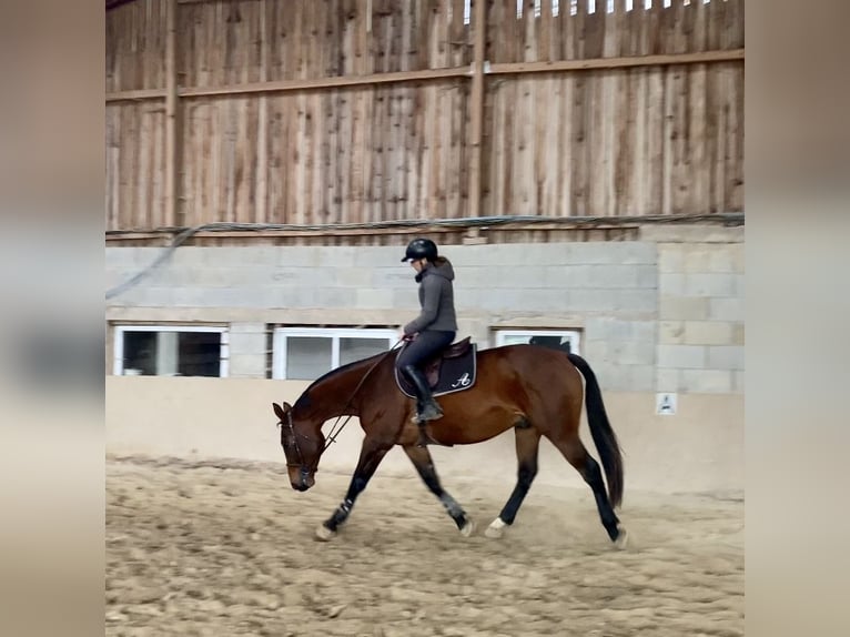 Selle Français Castrone 6 Anni 165 cm Baio in Altkirch