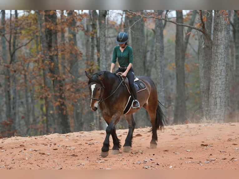 Selle Français Mix Castrone 6 Anni 165 cm Pelle di daino in Clover