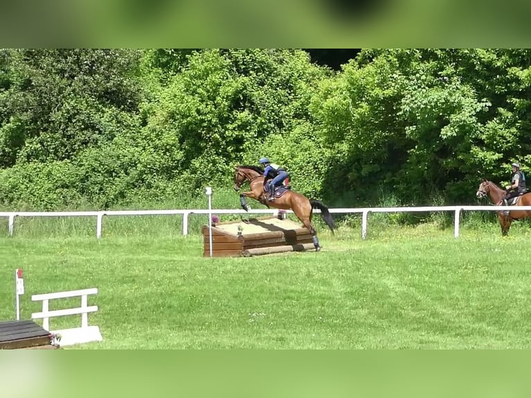 Selle Français Castrone 6 Anni 167 cm Baio in Saint-Just-en-Chevalet