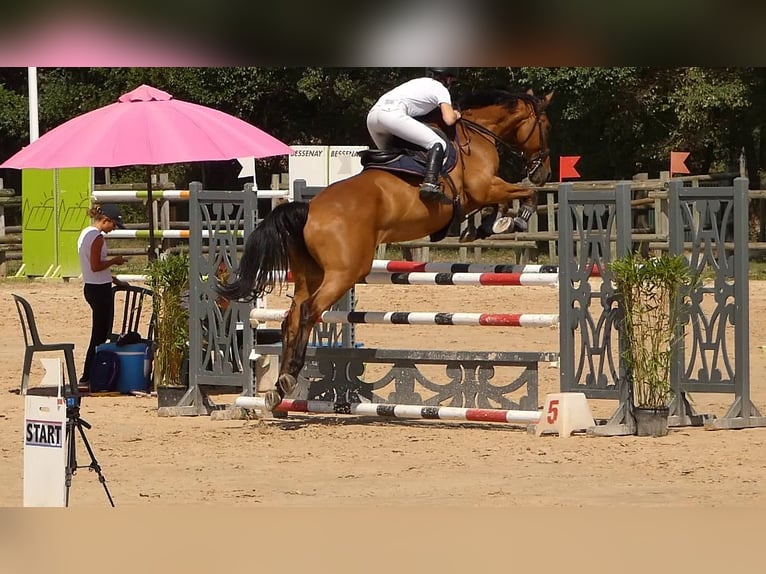 Selle Français Castrone 6 Anni 167 cm Baio in Saint-Just-en-Chevalet