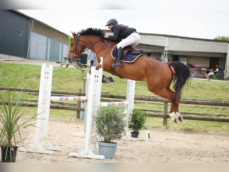 Selle Français Castrone 6 Anni 167 cm Baio ciliegia in Pons