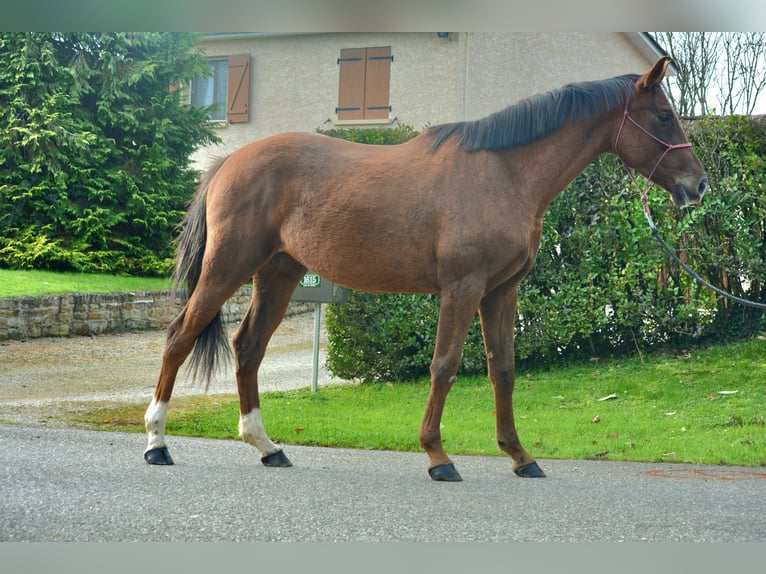 Selle Français Castrone 6 Anni 167 cm Sauro scuro in Marboz