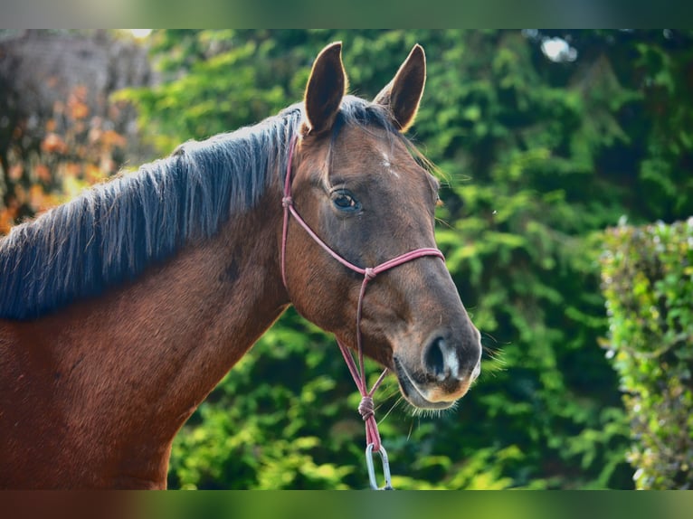 Selle Français Castrone 6 Anni 167 cm Sauro scuro in Marboz