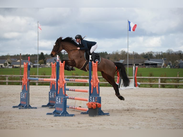 Selle Français Castrone 6 Anni 169 cm Baio scuro in Bécon-les-Granits