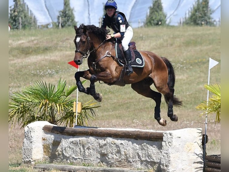 Selle Français Castrone 6 Anni 169 cm Baio scuro in Bécon-les-Granits