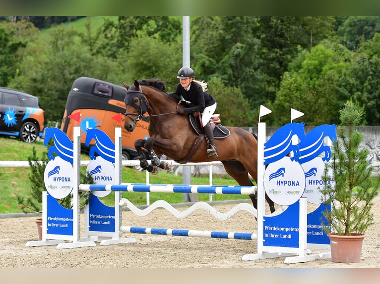 Selle Français Castrone 6 Anni 169 cm Baio scuro in Interlaken