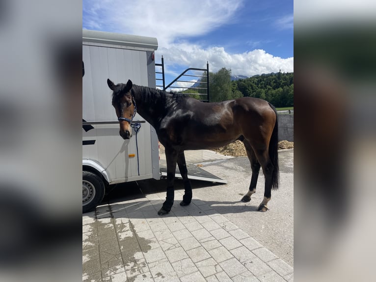 Selle Français Castrone 6 Anni 169 cm Baio scuro in Interlaken