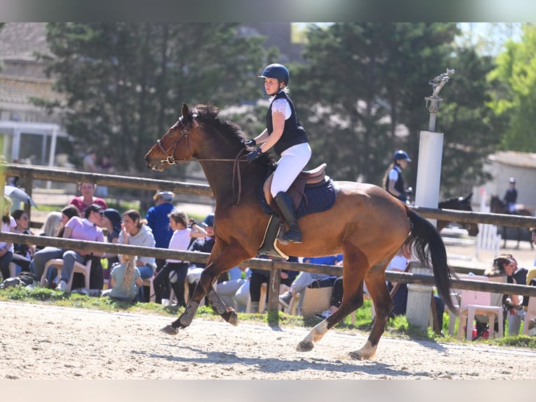 Selle Français Castrone 6 Anni 172 cm Baio in Saint-Thibéry