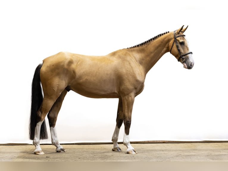 Selle Français Castrone 6 Anni 172 cm Falbo in Waddinxveen