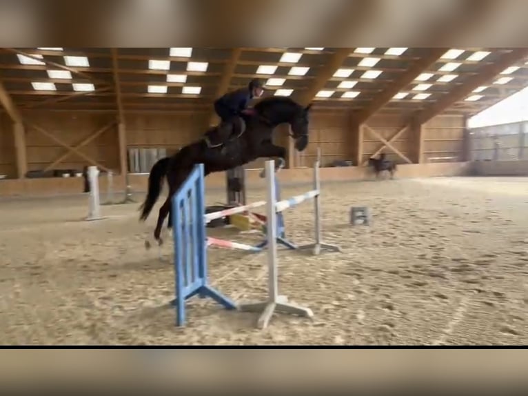 Selle Français Castrone 6 Anni 172 cm Morello in &#xC9;gleny