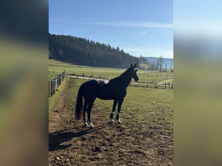 Selle Français Castrone 6 Anni 172 cm Morello in &#xC9;gleny