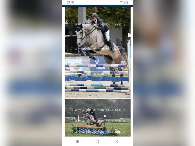 Selle Français Castrone 6 Anni 173 cm Grigio in Salles-sur-Garonne