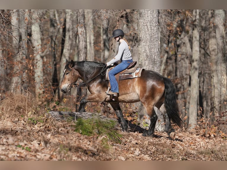 Selle Français Mix Castrone 6 Anni Pelle di daino in Clover