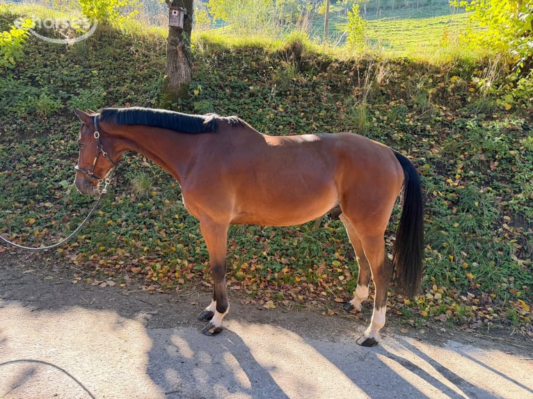 Selle Français Castrone 7 Anni 165 cm Baio in Hintermoos
