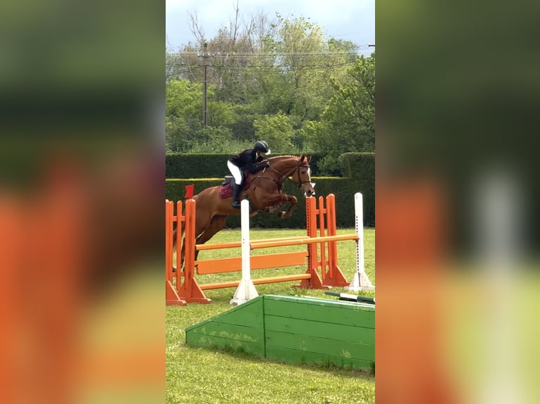 Selle Français Mix Castrone 7 Anni 167 cm Sauro scuro in Itesti