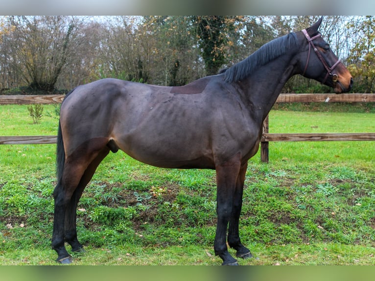 Selle Français Castrone 7 Anni 168 cm Baio in Saint-Georges-de-Reintembault