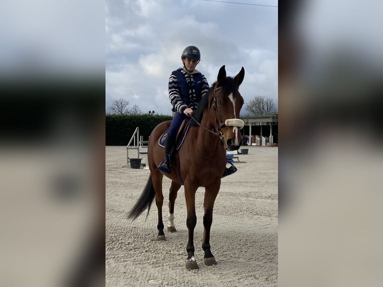 Selle Français Castrone 7 Anni 168 cm Baio in Saint-Marcellin-en-Forez