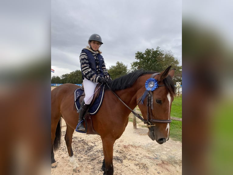 Selle Français Castrone 7 Anni 168 cm Baio in Saint-Marcellin-en-Forez