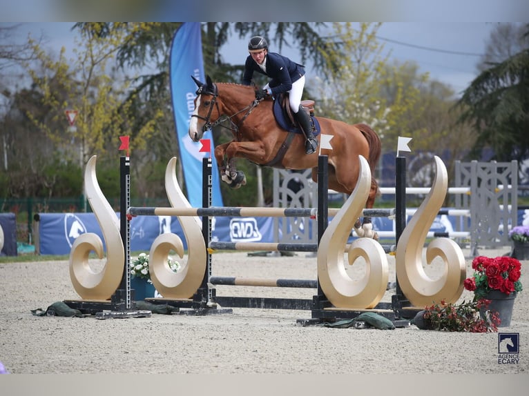 Selle Français Castrone 7 Anni 168 cm Sauro ciliegia in Saint-Amand-en-Puisaye